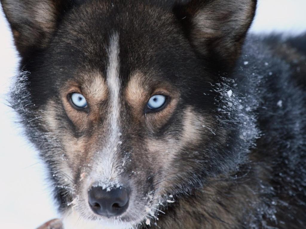 Engholm Husky Design Lodge Karasjok Εξωτερικό φωτογραφία